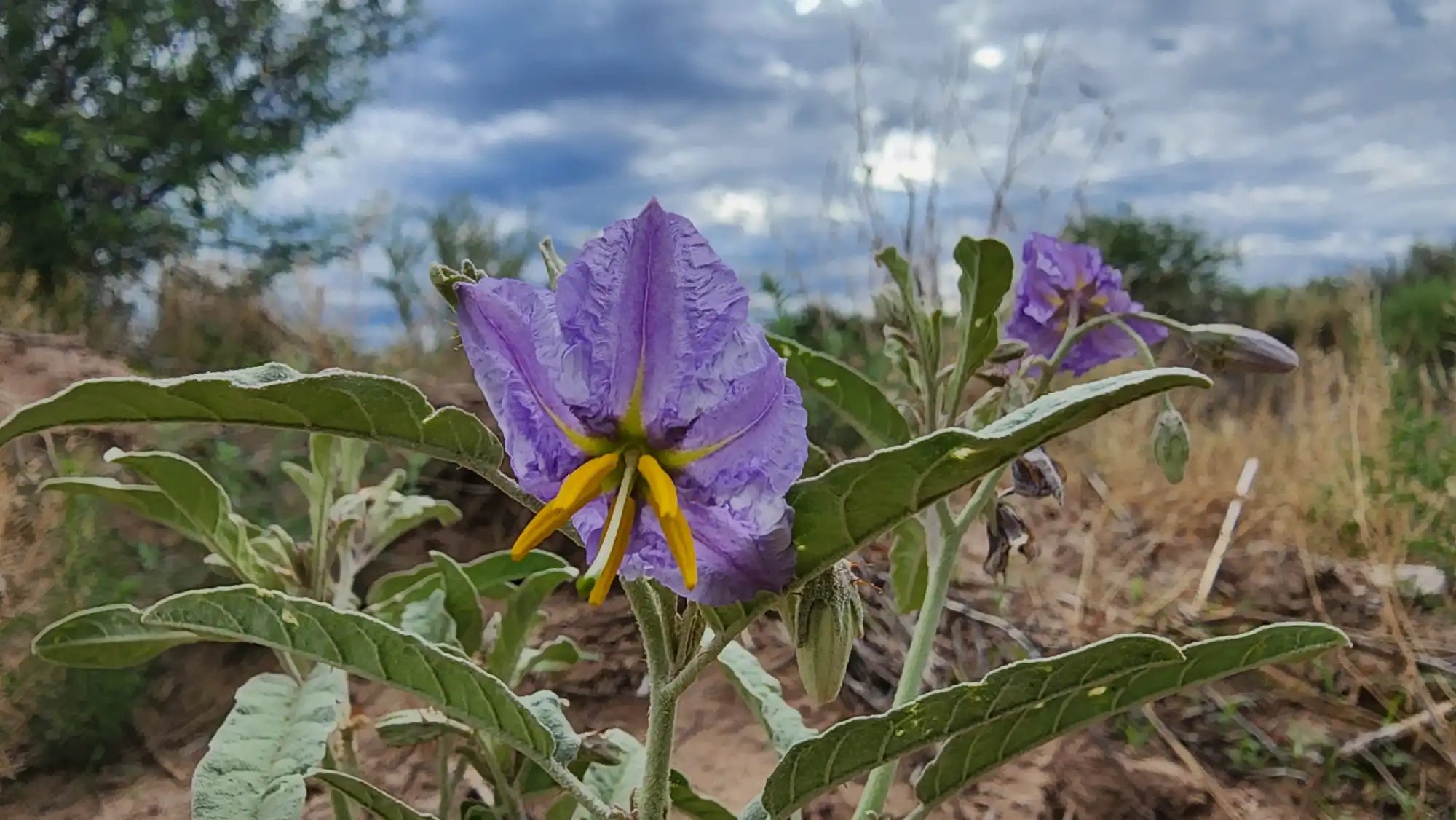 Purple flower with prominent yellow anthers.